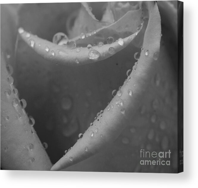 Rose Acrylic Print featuring the photograph Raindrops on rose 2 by Inge Riis McDonald