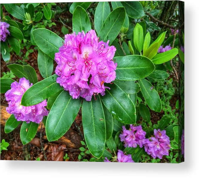 Rhododendron Acrylic Print featuring the photograph Rainy Rhodo by Chris Berrier