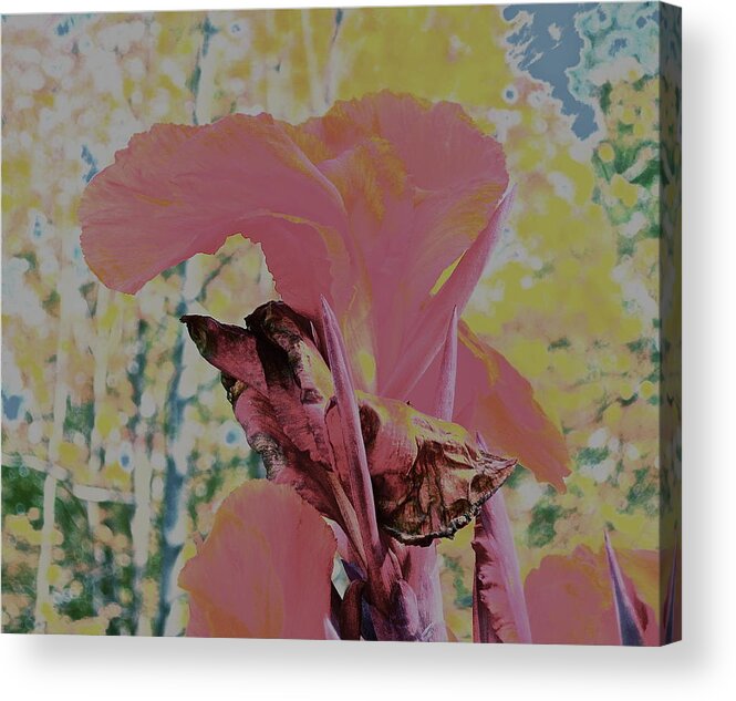 Red Flower Acrylic Print featuring the photograph Red Bloom by Brooke Friendly