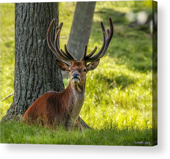 Wildlife Acrylic Print featuring the photograph Red Deer Stag by Ken Morris