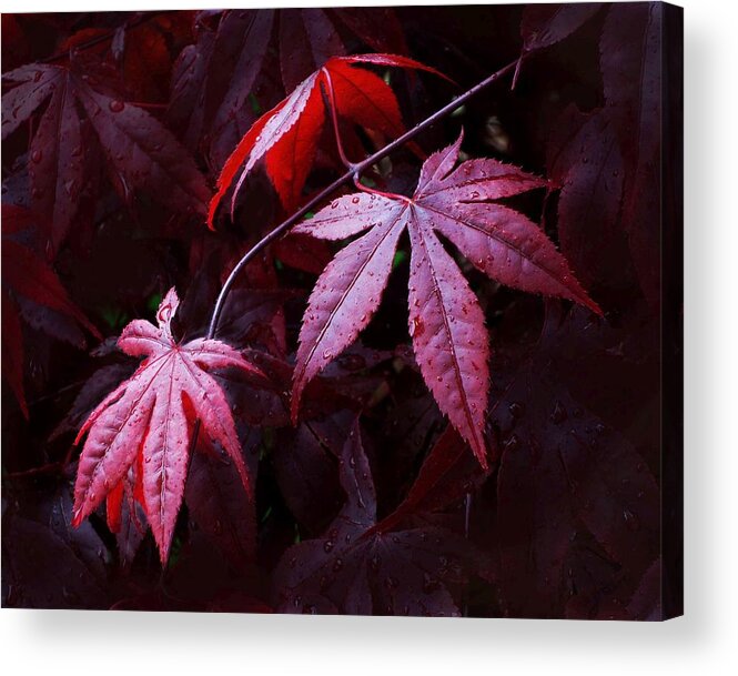 Burgundy Acrylic Print featuring the photograph Red Maple Trio by Carolyn Jacob