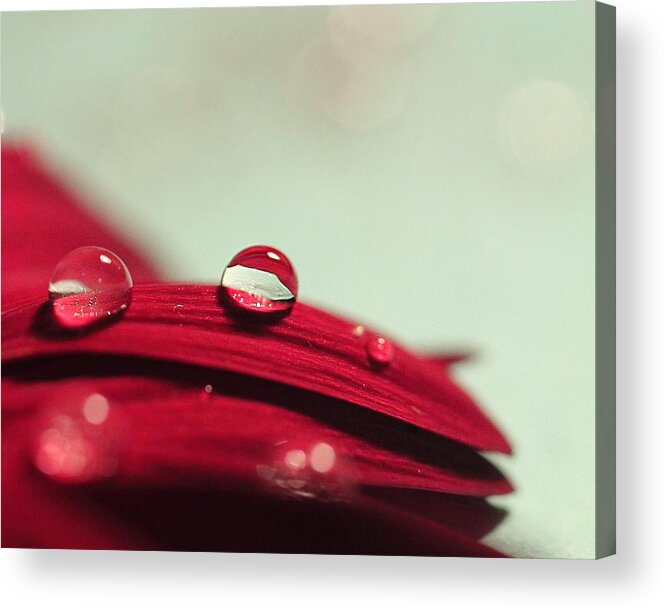 Macro Acrylic Print featuring the photograph Red Petals by Angela Murdock