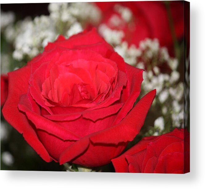 Red Roses Acrylic Print featuring the photograph Red Rose by Kimber Butler