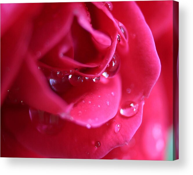 Rose Acrylic Print featuring the photograph Red Scented Rose by Ester McGuire