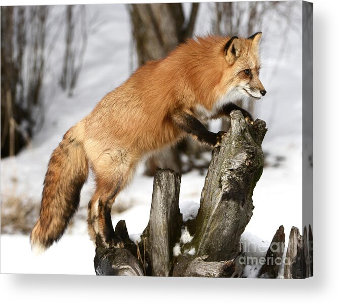 Animals Acrylic Print featuring the photograph Red-tailed Fox Hunting by Dennis Hammer