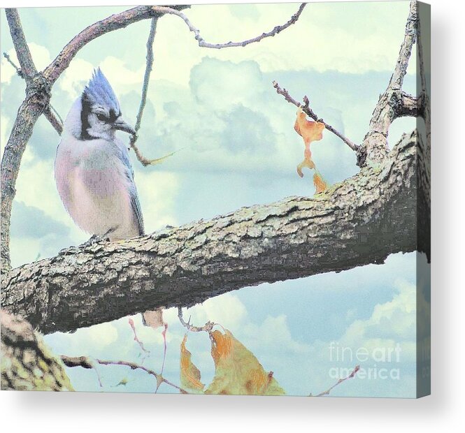 Bluejay Acrylic Print featuring the photograph Resting Bluejay by Janette Boyd