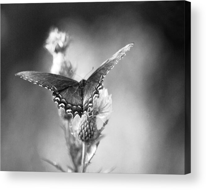 Butterfly Acrylic Print featuring the photograph Resting in Black and White by Linda Segerson