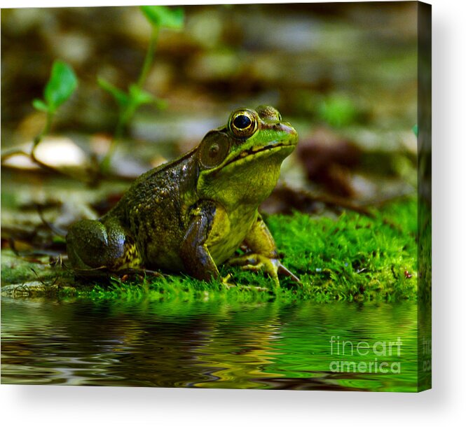 Frog Acrylic Print featuring the photograph Resting In The Shade by Kathy Baccari