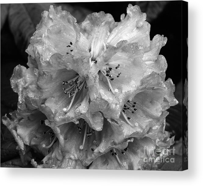 Rhododendron Acrylic Print featuring the photograph Rhododendron in the rain by Paul Cowan