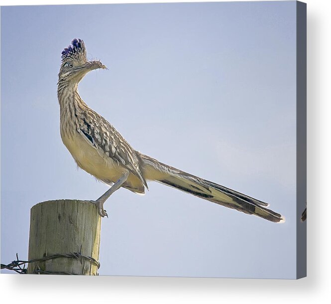 Road Runner Acrylic Print featuring the photograph Roadrunner on Fence Post by Michael Dougherty