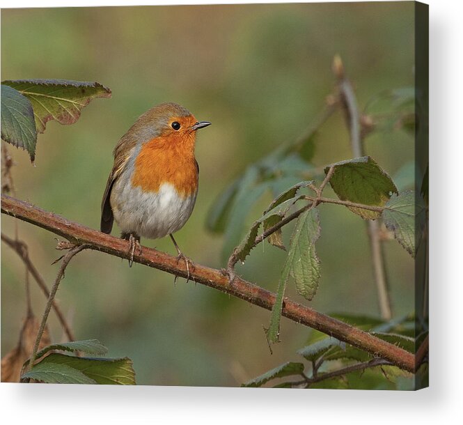 Robin Acrylic Print featuring the photograph Robin by Paul Scoullar