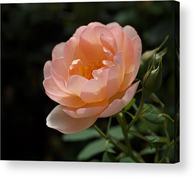 Rose Acrylic Print featuring the photograph Rose Blush by Rona Black