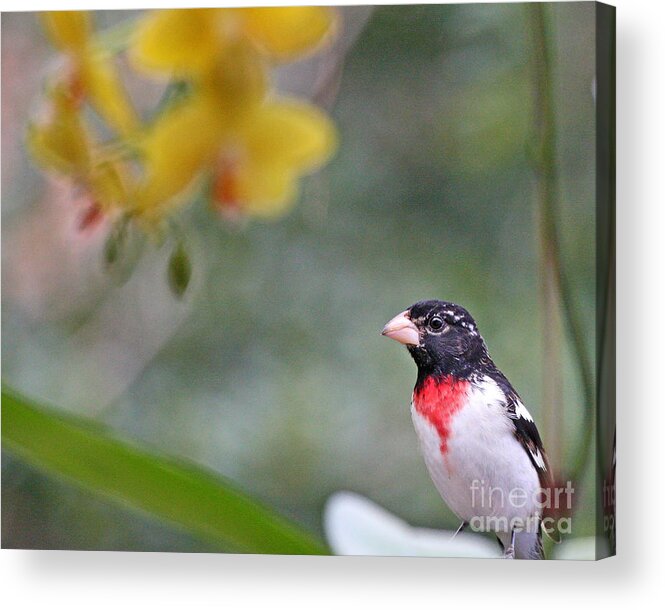 Rose Breasted Grosbeak Photo Acrylic Print featuring the photograph Rose Breasted Grosbeak Photo by Luana K Perez