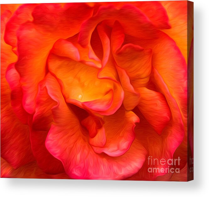Flower Acrylic Print featuring the photograph Rose Red Orange Yellow by Clare VanderVeen