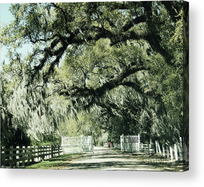 Louisiana Acrylic Print featuring the photograph Roselawn Plantation by Lizi Beard-Ward