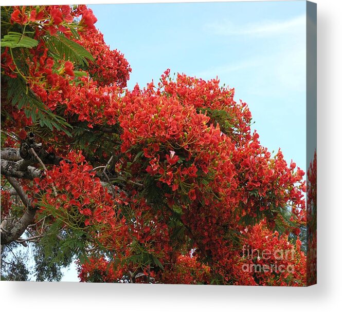 Trees Acrylic Print featuring the photograph Royal Poinciana Branch by Mary Deal