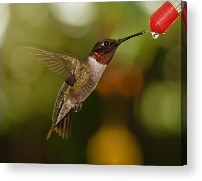 Ruby-throated Hummingbird Acrylic Print featuring the photograph Ruby-Throat Hummingbird by Robert L Jackson