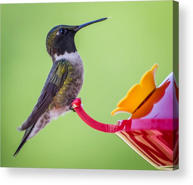  Acrylic Print featuring the photograph Ruby-throated Hummingbird by Brian Stevens