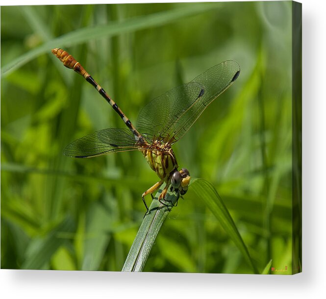 Nature Acrylic Print featuring the photograph Russet-tipped Clubtail Dragonfly DIN246 by Gerry Gantt