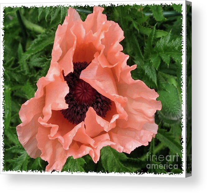 Salmon Color Poppy Acrylic Print featuring the photograph Salmon Colored Poppy by Barbara A Griffin