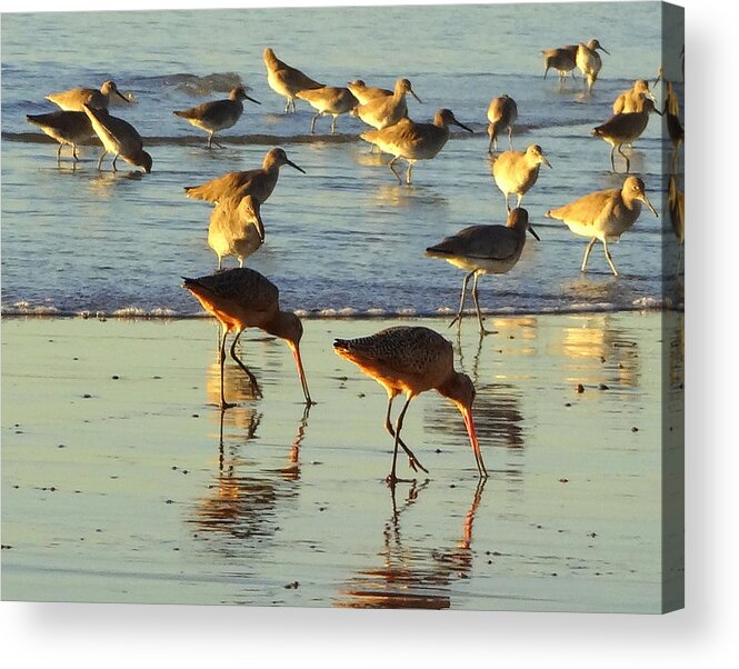 Beach Acrylic Print featuring the photograph Sand Pipers by Donna Spadola