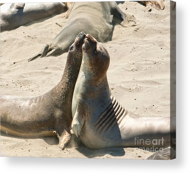 Sea Lions Acrylic Print featuring the photograph Sea Lion Love from the book MY OCEAN by Artist and Photographer Laura Wrede