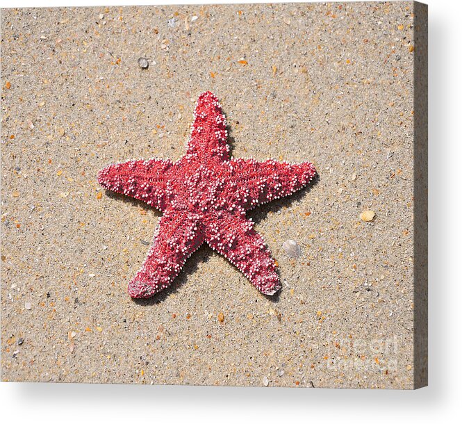 Starfish Acrylic Print featuring the photograph Sea Star - Red by Al Powell Photography USA