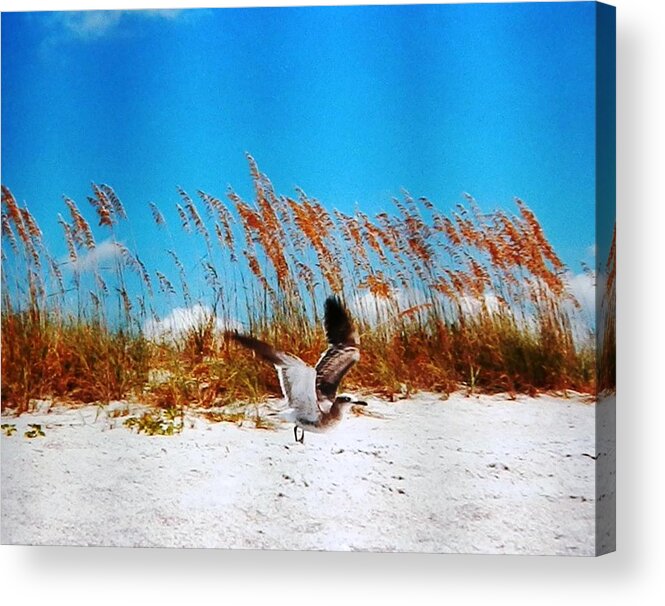 #bright #blue Acrylic Print featuring the photograph Seagull in Flight Beach Landing by Belinda Lee