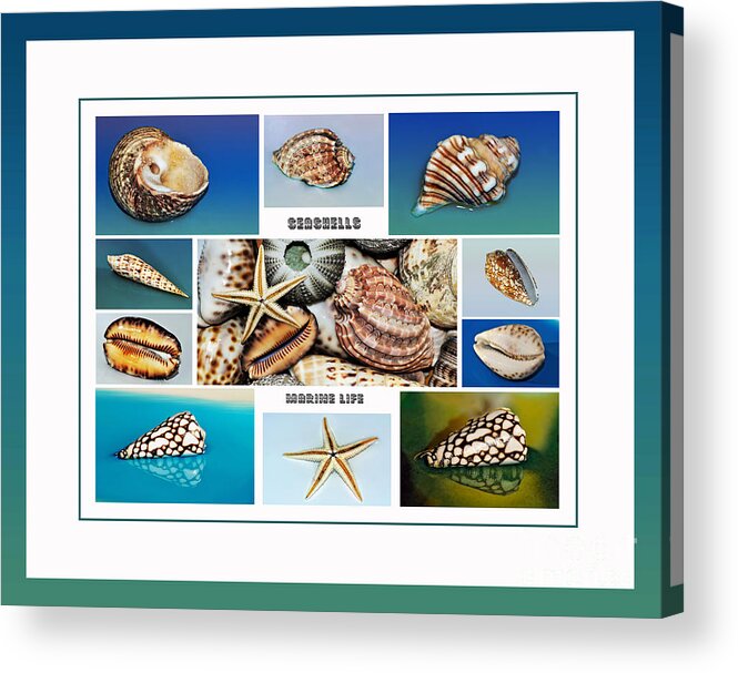 Seashell Collection Acrylic Print featuring the photograph Seashell Collection 4 - Collage by Kaye Menner