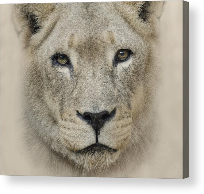 Animal Acrylic Print featuring the photograph See me by Cheri McEachin