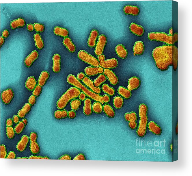 Sem Acrylic Print featuring the photograph Sem Of Influenza A Virus by Eye of Science