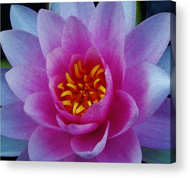 Water Lily Acrylic Print featuring the photograph Abundance by Sharon Ackley