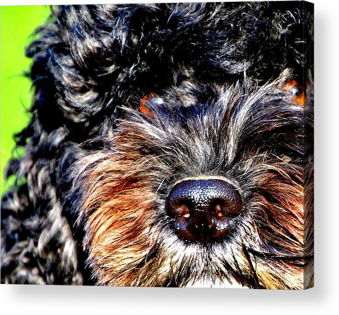 Dog Acrylic Print featuring the photograph Shaggy Black Dog by Marysue Ryan