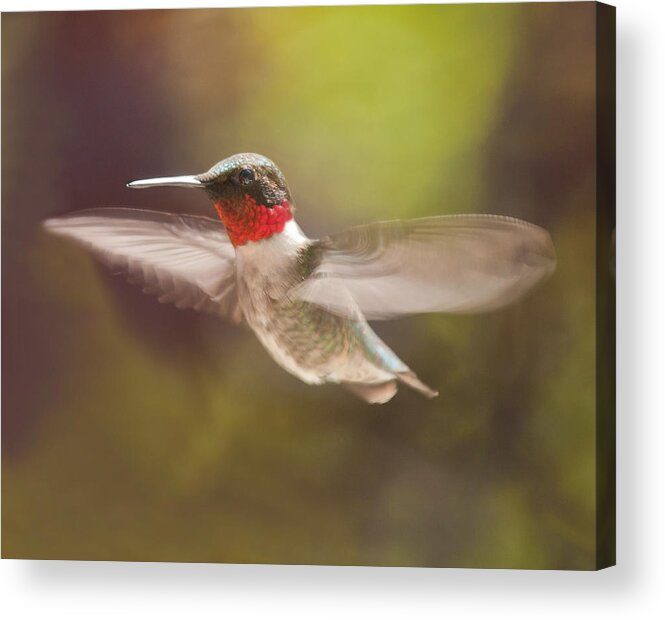 Hummingbird Acrylic Print featuring the photograph Shape Shifter by Lara Ellis