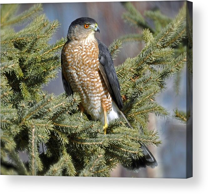 Hawk Acrylic Print featuring the photograph Sharp Shinned Hawk by Rodney Campbell