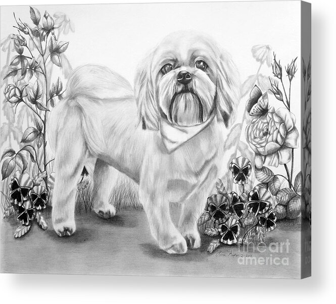 Animal Acrylic Print featuring the drawing Shih Tzu in Black and White by Lena Auxier