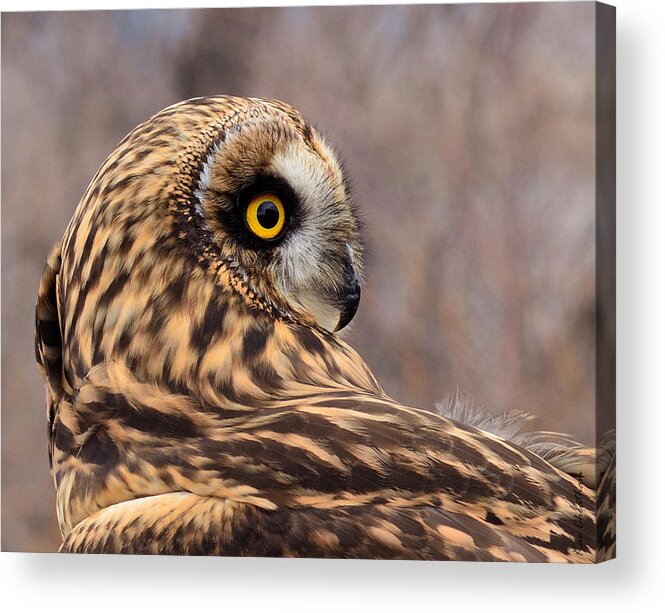 Owl Acrylic Print featuring the photograph Short-eared Owl 1 by Kae Cheatham