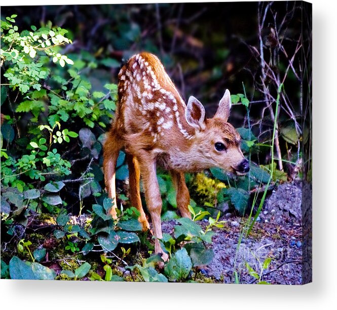 Fawn Acrylic Print featuring the photograph Shy Fawn by Chuck Flewelling
