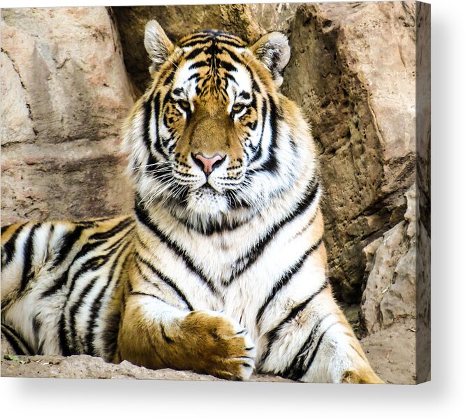 Amur Tiger Acrylic Print featuring the photograph Siberian Tiger by Dawn Key