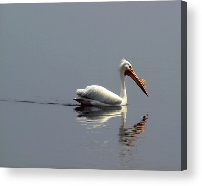 Pelican Acrylic Print featuring the photograph Silent and Reflective by Thomas Young