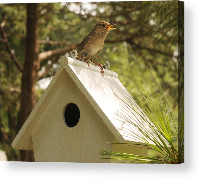 Bird Acrylic Print featuring the photograph Singing on the Roof by Don Wolf