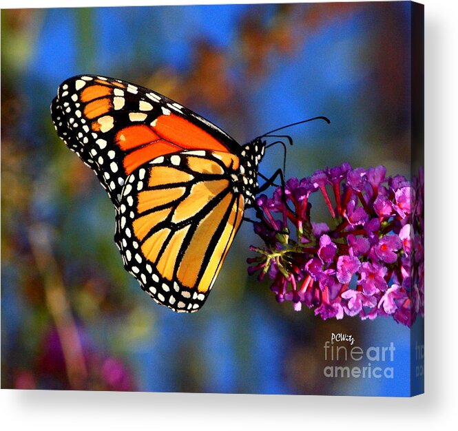 Sipping Acrylic Print featuring the photograph Sipping Monarch by Patrick Witz
