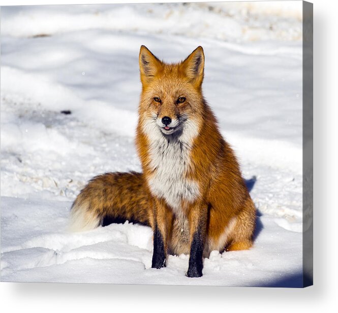 Red Fox Acrylic Print featuring the photograph Sitting Pretty by Matt Swinden