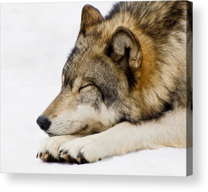 Wolf Acrylic Print featuring the photograph Sleeping Wolf by Gary Slawsky