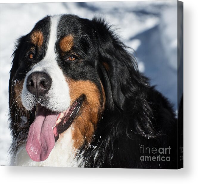 Bernese Acrylic Print featuring the photograph Smiling Bernese Mountain Dog in Winter Snow by Gary Whitton