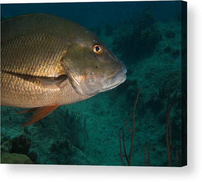 Fish Acrylic Print featuring the photograph Snapper by Jean Noren