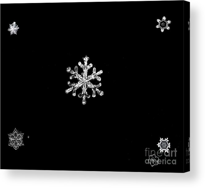 Snowflake Acrylic Print featuring the photograph Snowflake Family by Rex E Ater
