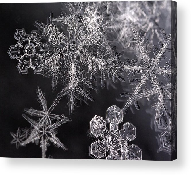 Snowflakes Acrylic Print featuring the photograph Snowflakes by Eunice Gibb