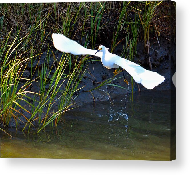 Snowy Egret Acrylic Print featuring the photograph Snowy Egret Taking Flight by Brian Tada