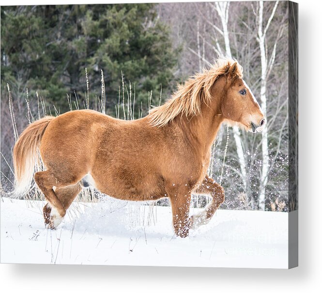 Horse Acrylic Print featuring the photograph Snowy Trot by Cheryl Baxter
